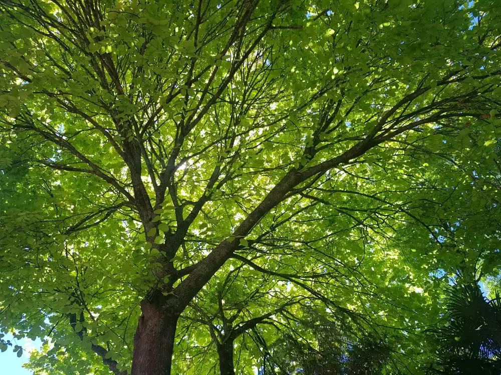 Mature shade trees arching over a residential street in Pomona, CA