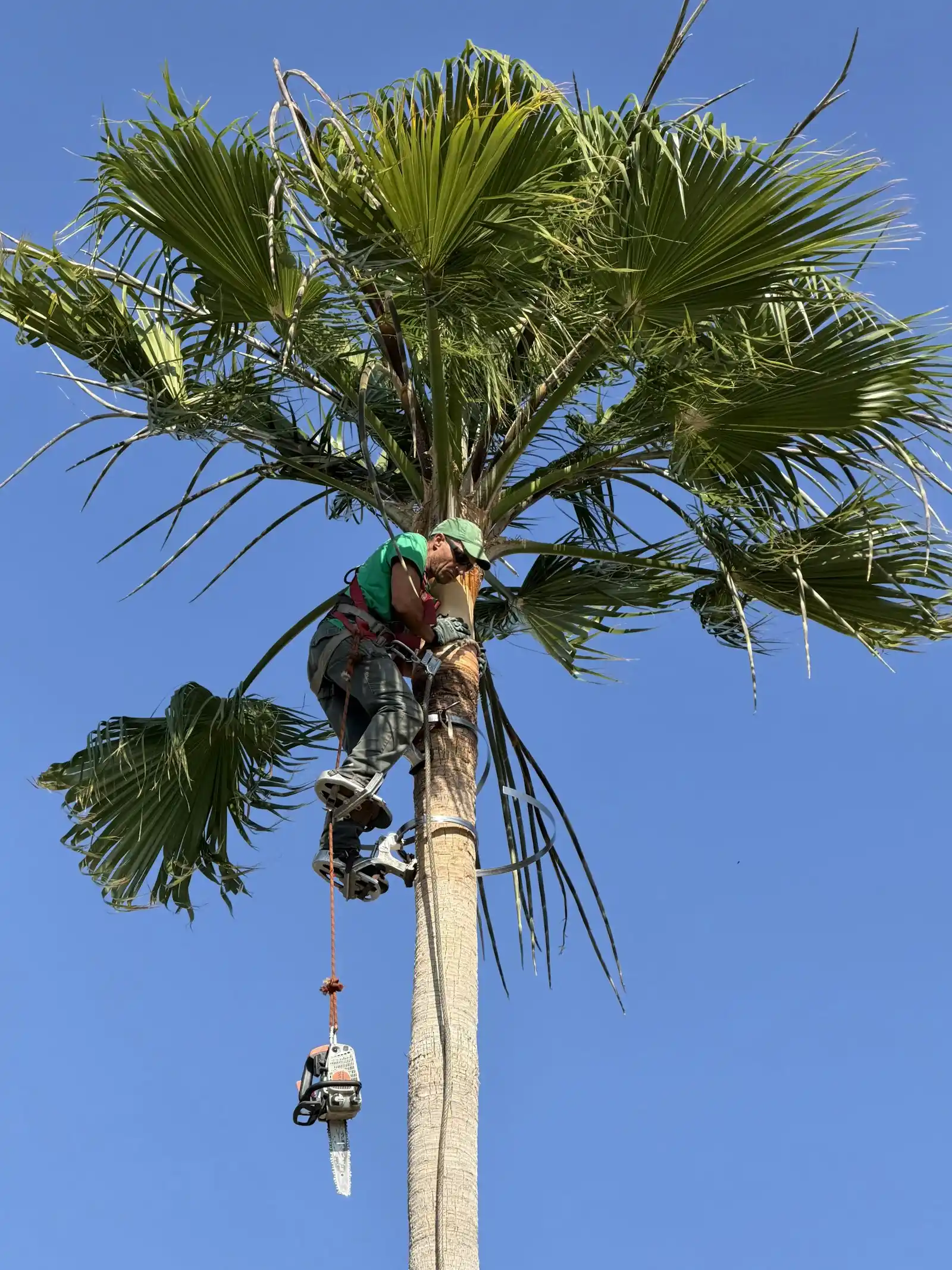 Palm Tree Trimming work for Pomona, CA homeowners