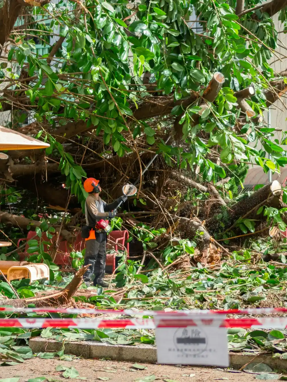 Storm-Damaged Tree Removal work for Pomona, CA homeowners